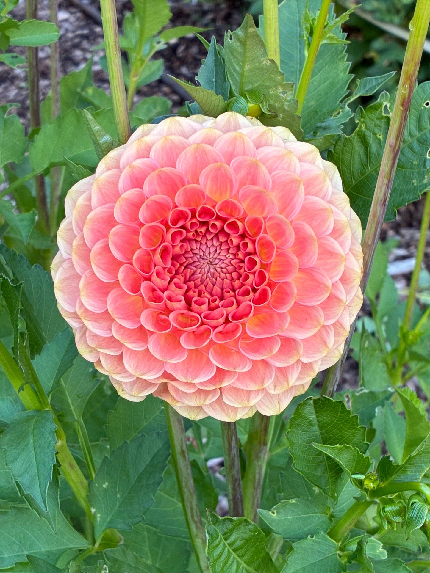 20th Ave Softer Peach