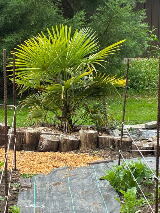 Palm Howden