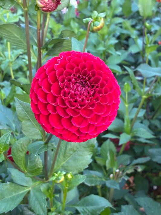 Red Balloon