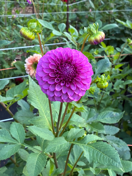 Robann Royal