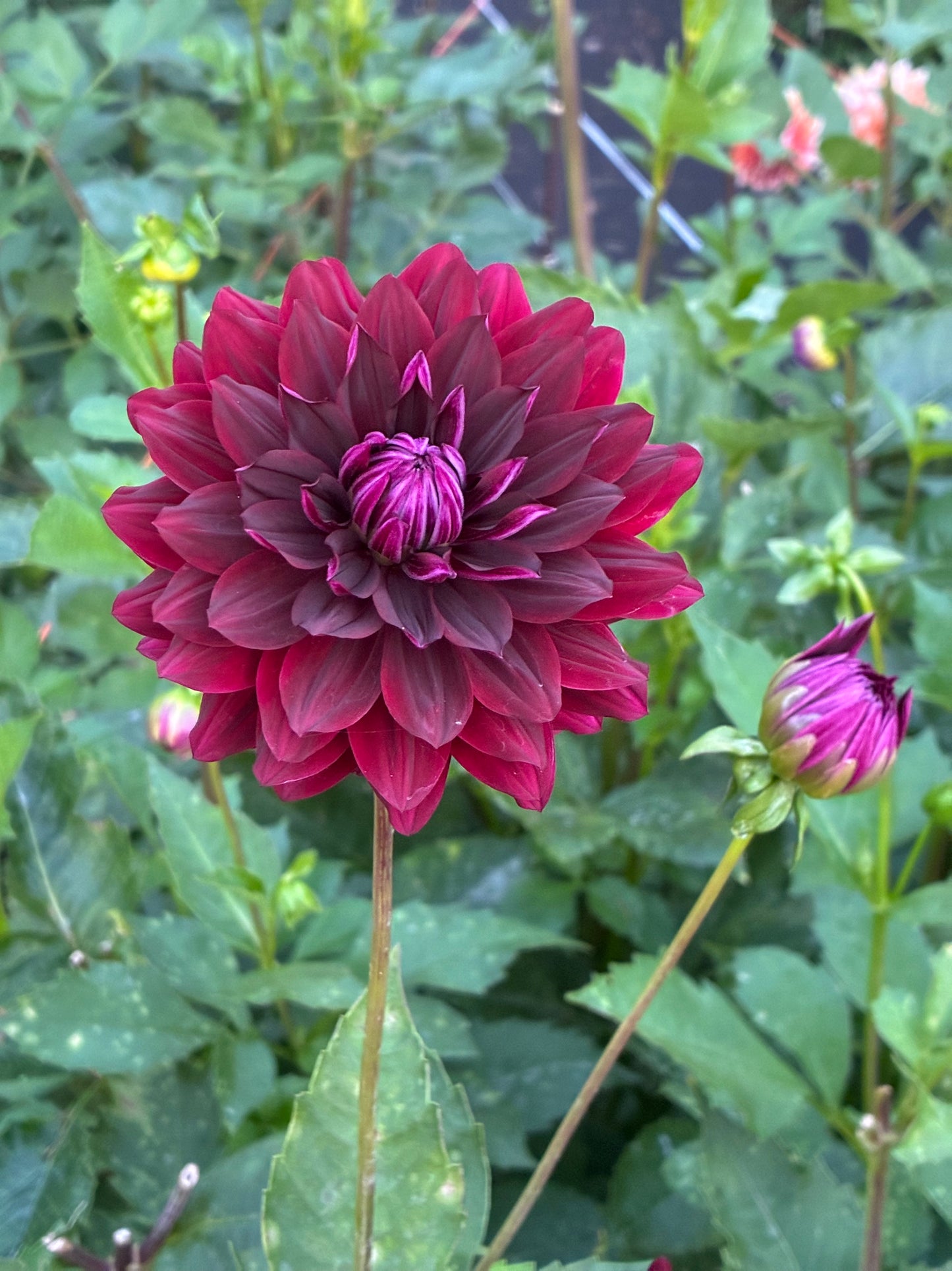 Holly Hills Black Beauty